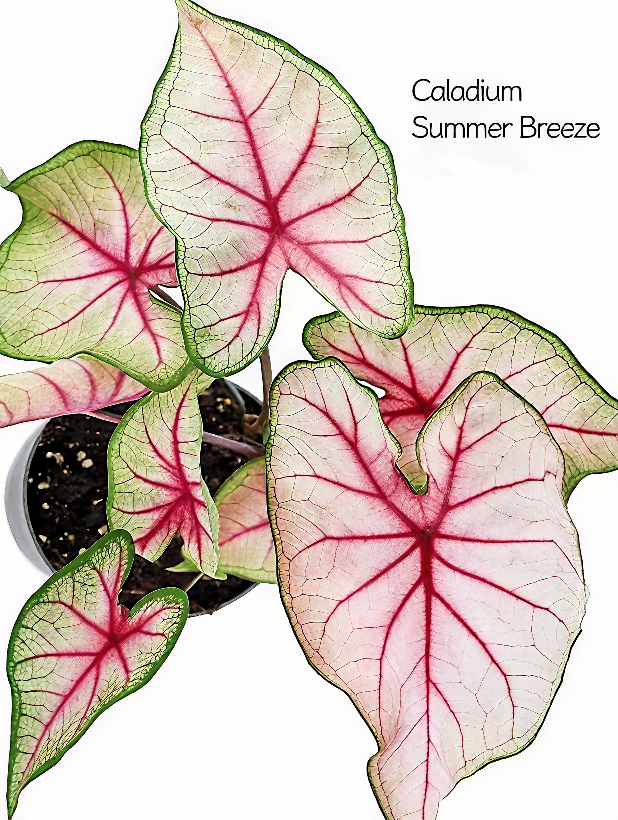 🌈 Bring Life & Color Home with Caladium – The Leaf That Inspires Joy!