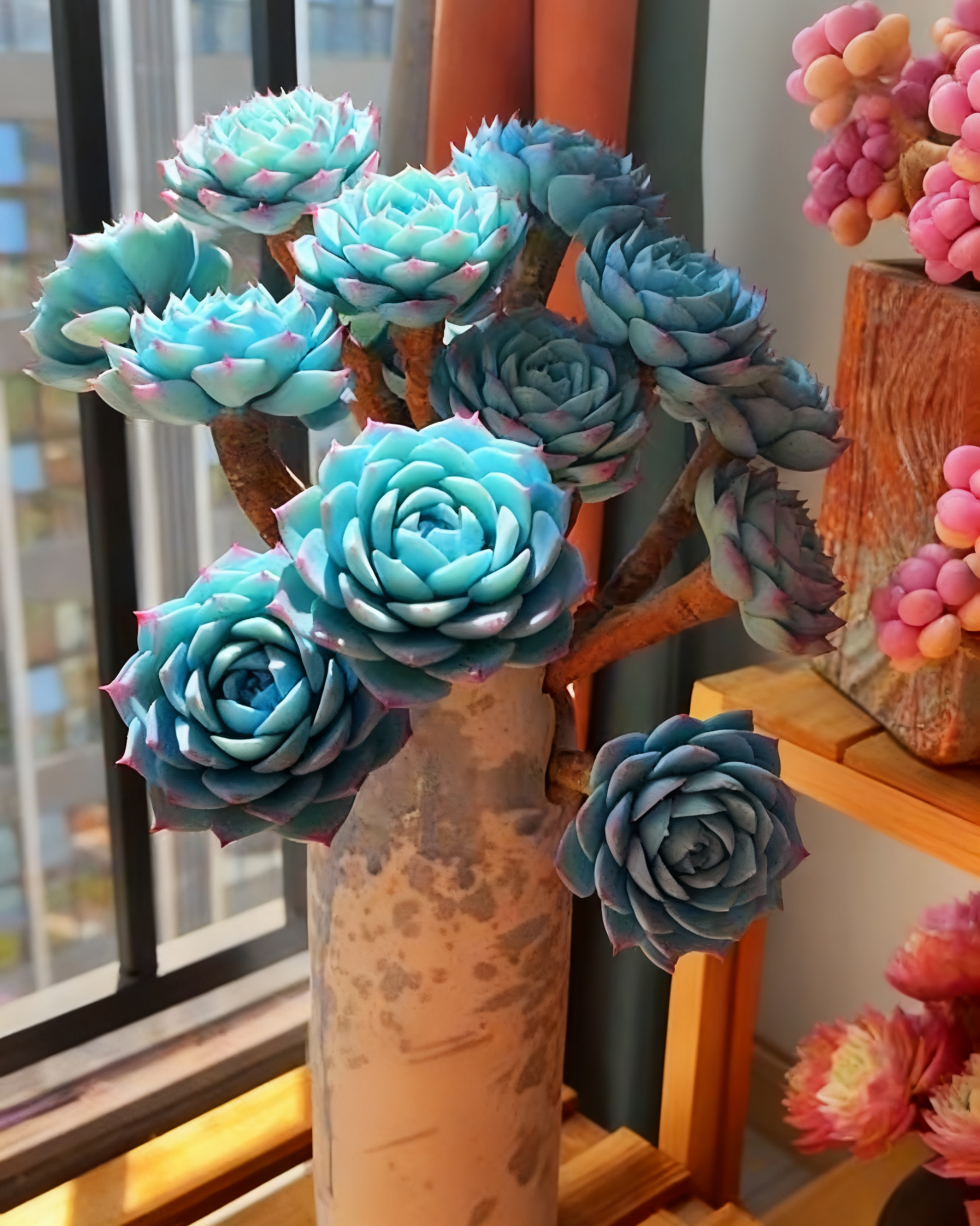 🌈 Dream Rainbow Succulent – A Touch of Color for Your Garden 🌱