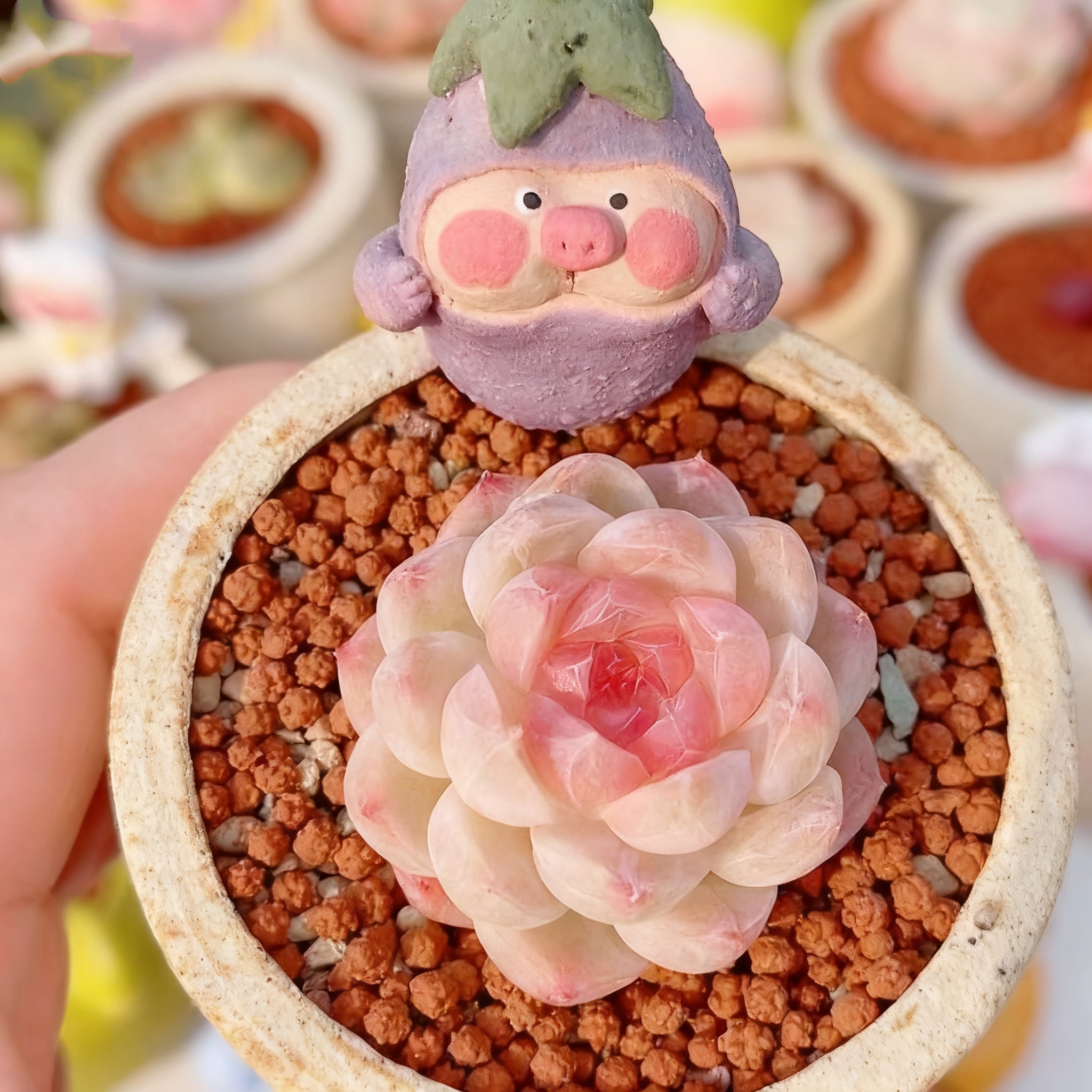 🌈 Dream Rainbow Succulent – A Touch of Color for Your Garden 🌱