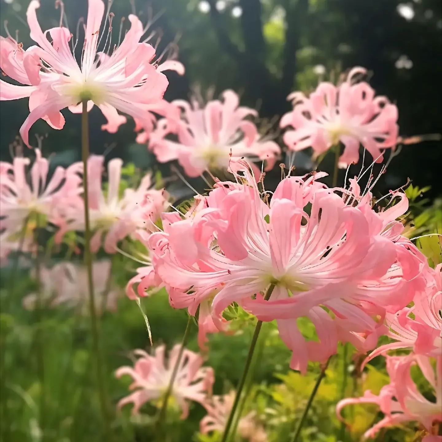 🌺Spider Lily - Light Pink🌺