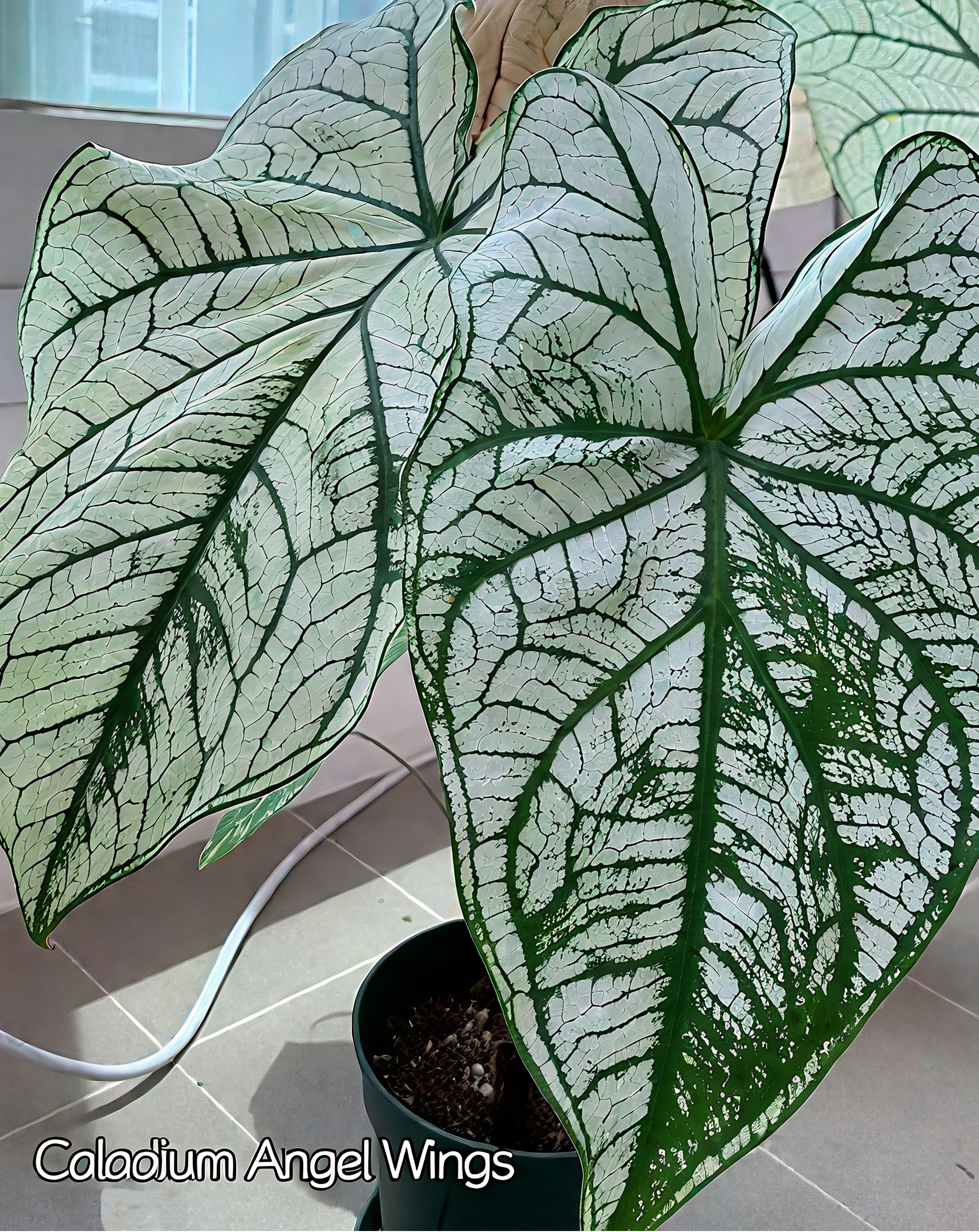 🌈 Bring Life & Color Home with Caladium – The Leaf That Inspires Joy!