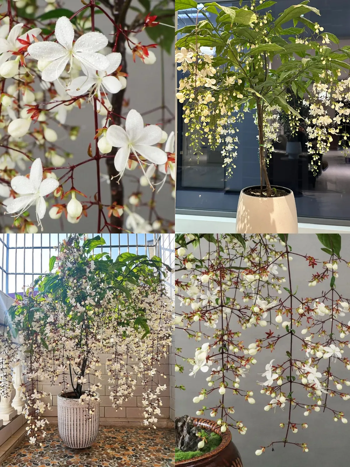 💐You Are My Life-Weeping Jasmine Flowers Seeds