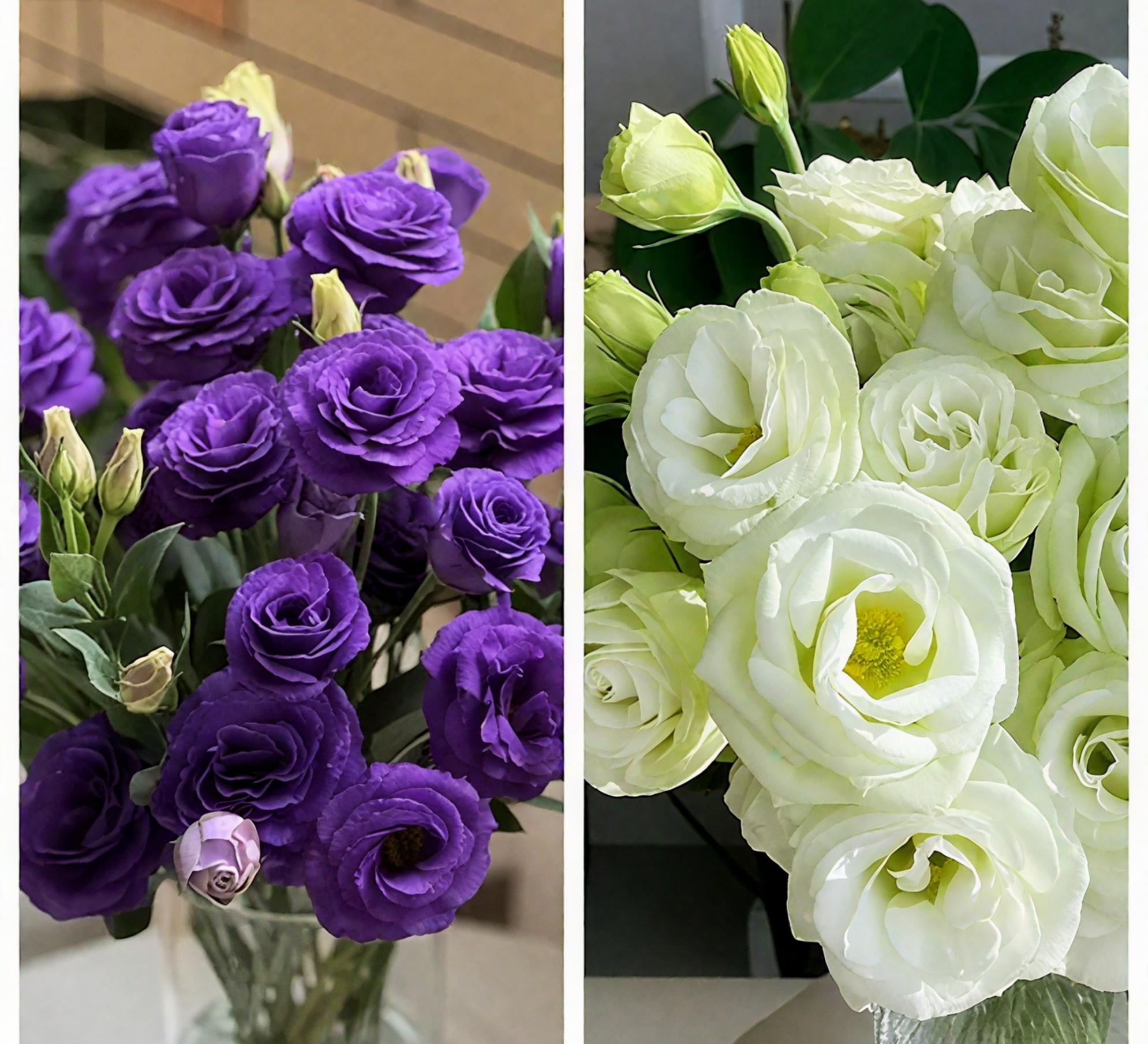 🔥🌺Low-maintenance Eustoma Flower Seeds🌈