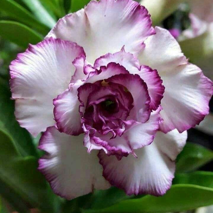 🎁Desert Rose Bulbs🌵Super easy care! 🌸 Adenium Obesum Bulbs