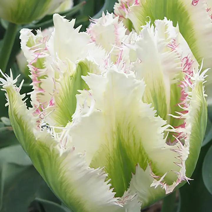 Snow Valley Tulip Seeds