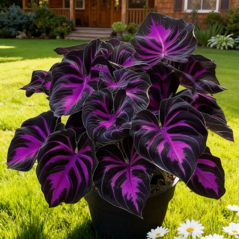 🖤✨ Midnight Magic: Black Purple Caladium Bulbs Are Taking Over Shade Gardens! ✨🖤