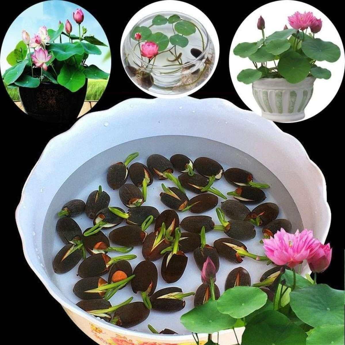 🌈 Rainbow Lotus Flower Seeds – Exotic Water Lilies for Indoor & Outdoor 🌸