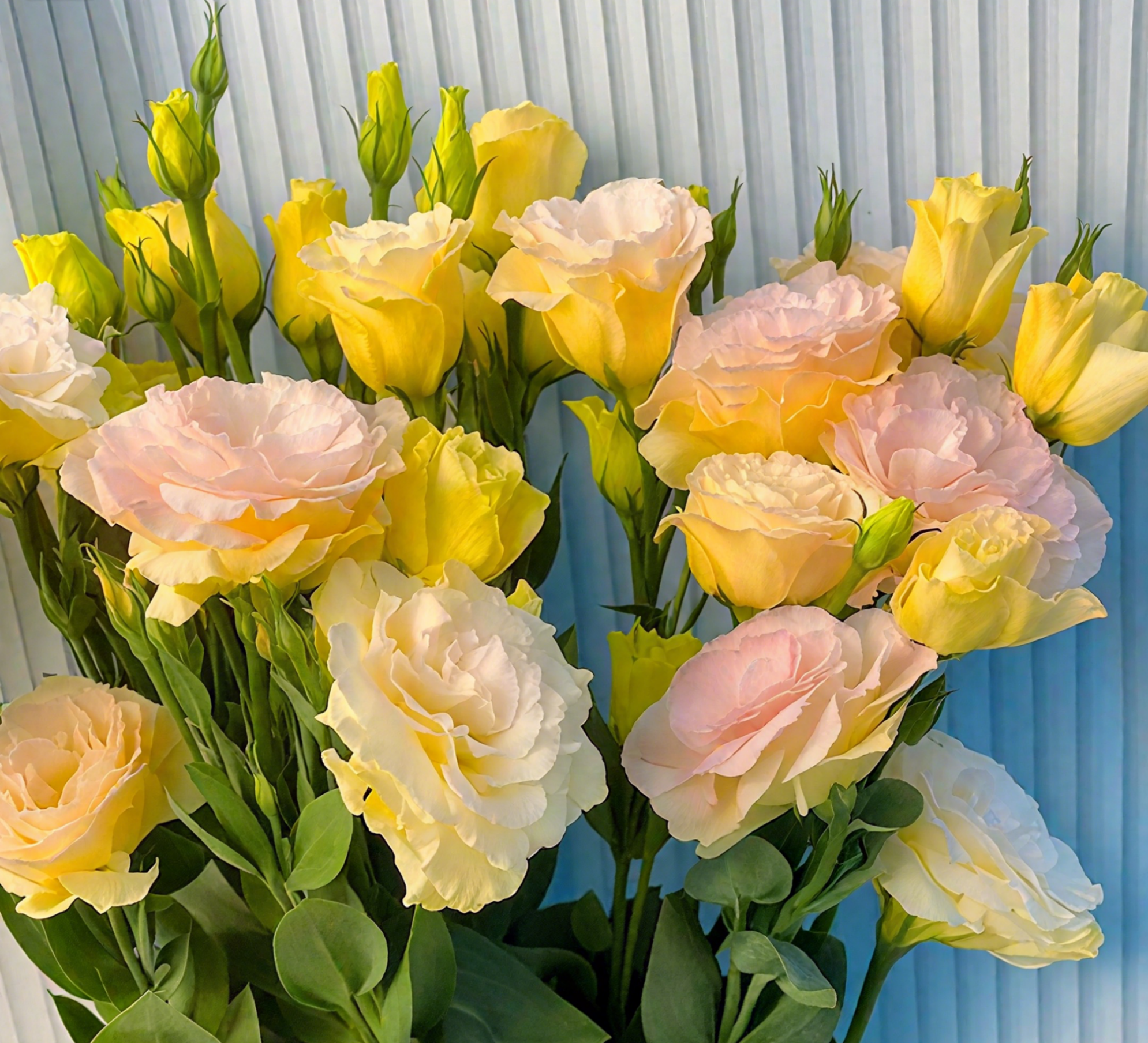 🔥🌺Low-maintenance Eustoma Flower Seeds🌈