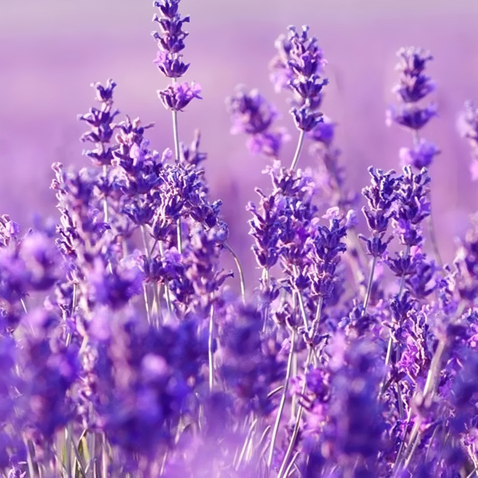 🔥Up to 50% discount🪻Lavender Herb Seeds - Perennial