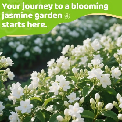 🏆 50K+ SOLD! 🌿❄️ FrostCharm Jasmine Seeds – Winter Planting, Perennial Blooms & Fragrant Garden Elegance 🌸