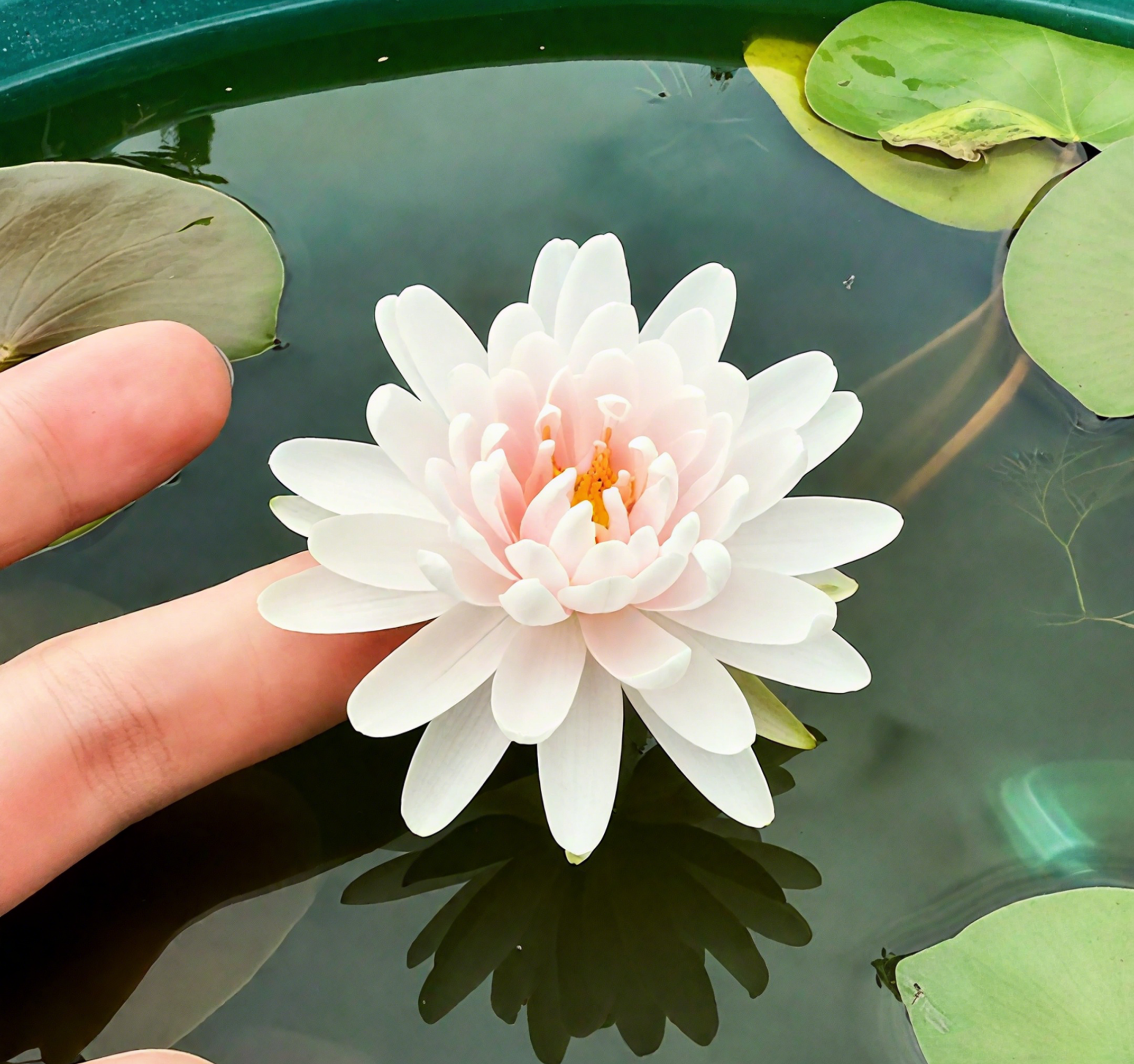 💐The Sacred Bonsai Bowl Lotus Flower Seeds