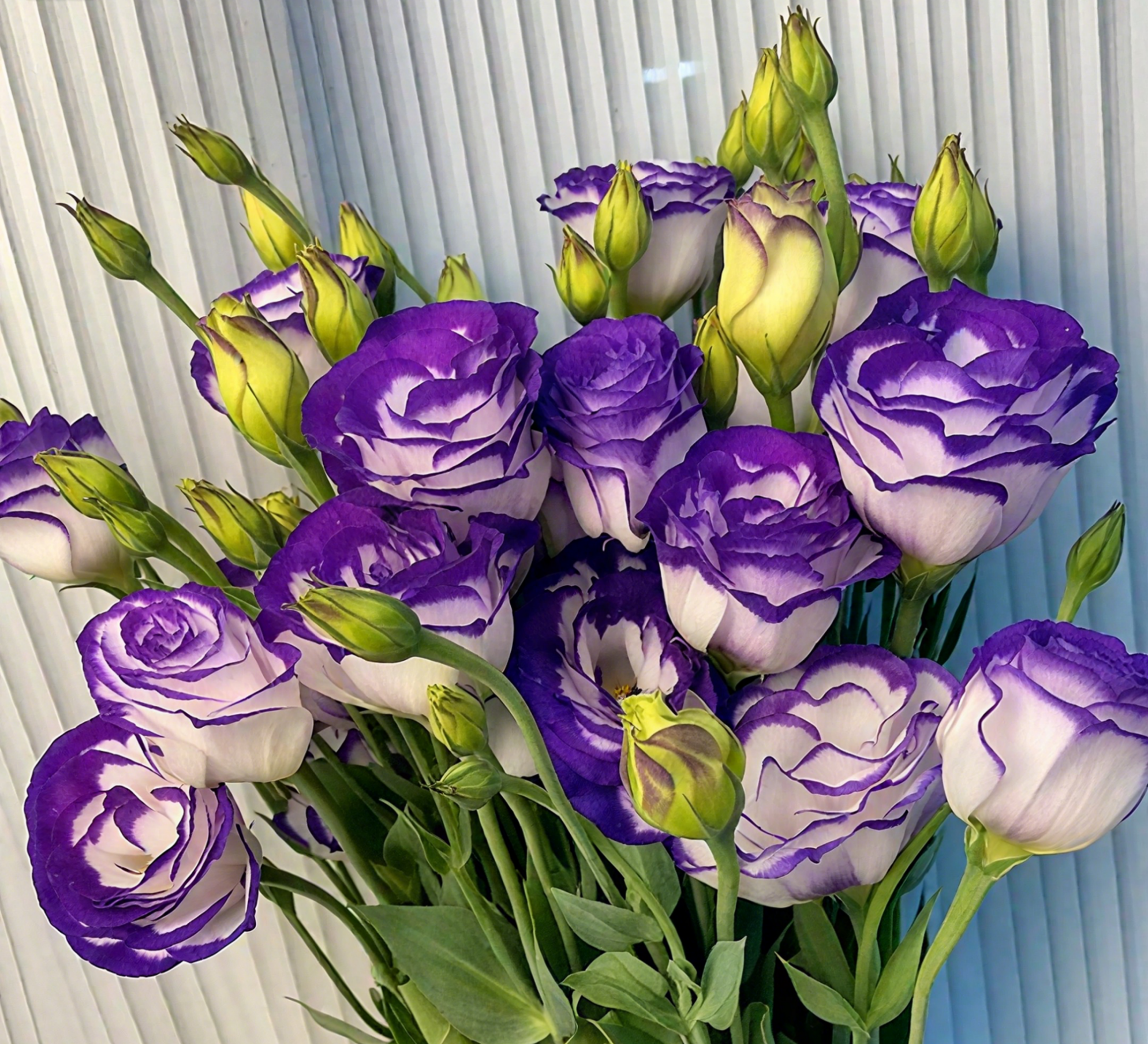 🔥🌺Low-maintenance Eustoma Flower Seeds🌈