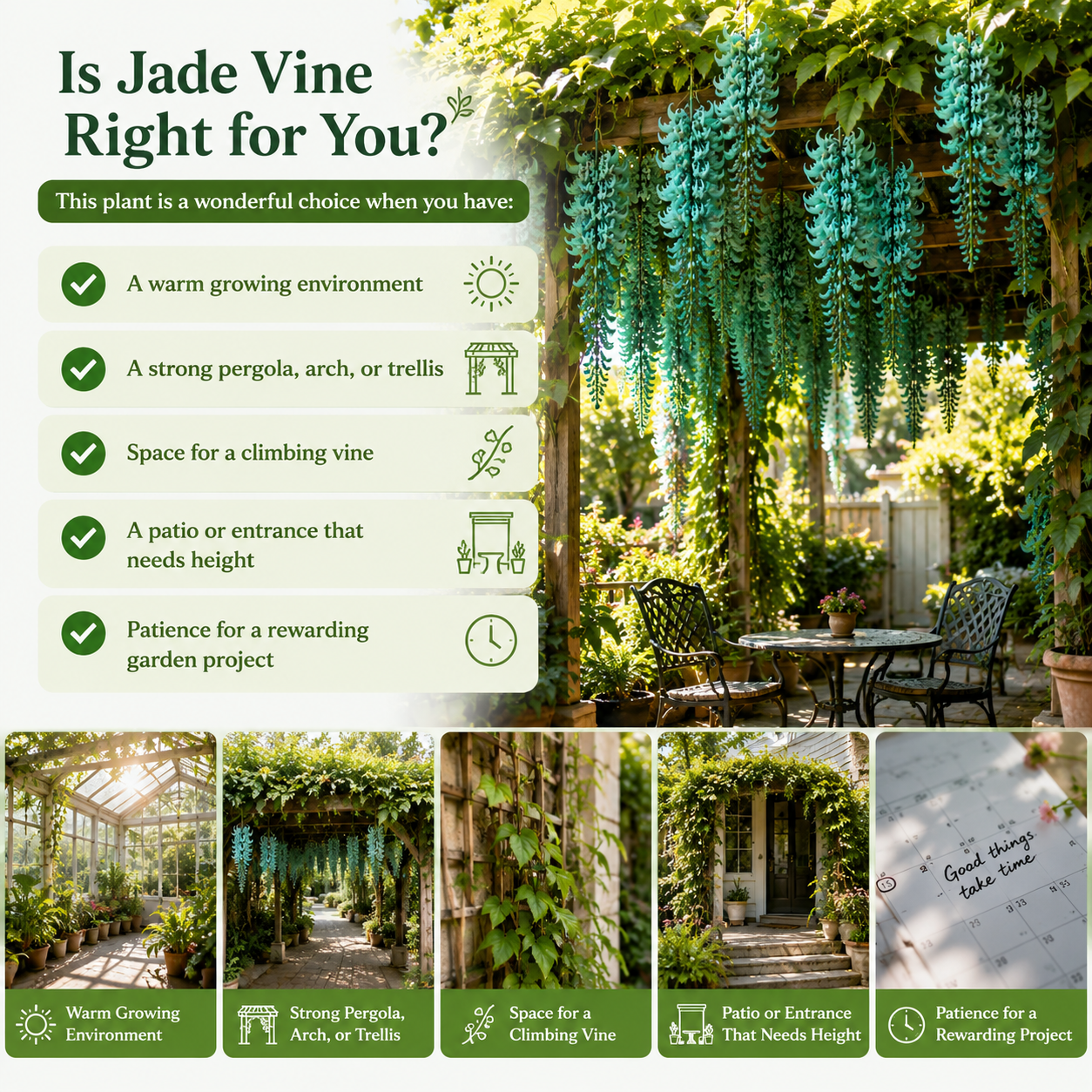 🌿 Rare Cascading Jade Vine Bulbs - Turn an Empty Pergola Into a Ceiling of Flowers