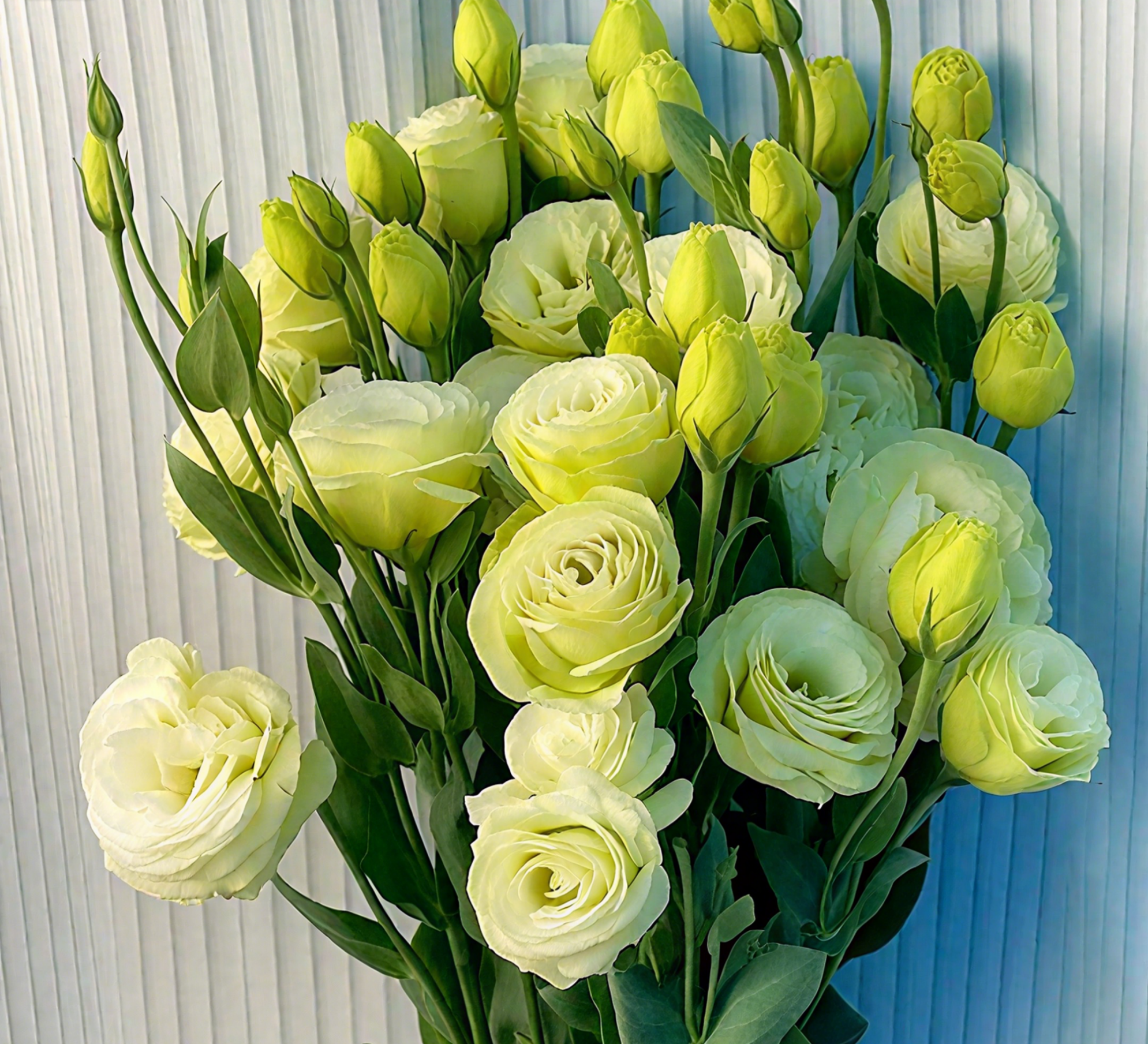 🔥🌺Low-maintenance Eustoma Flower Seeds🌈