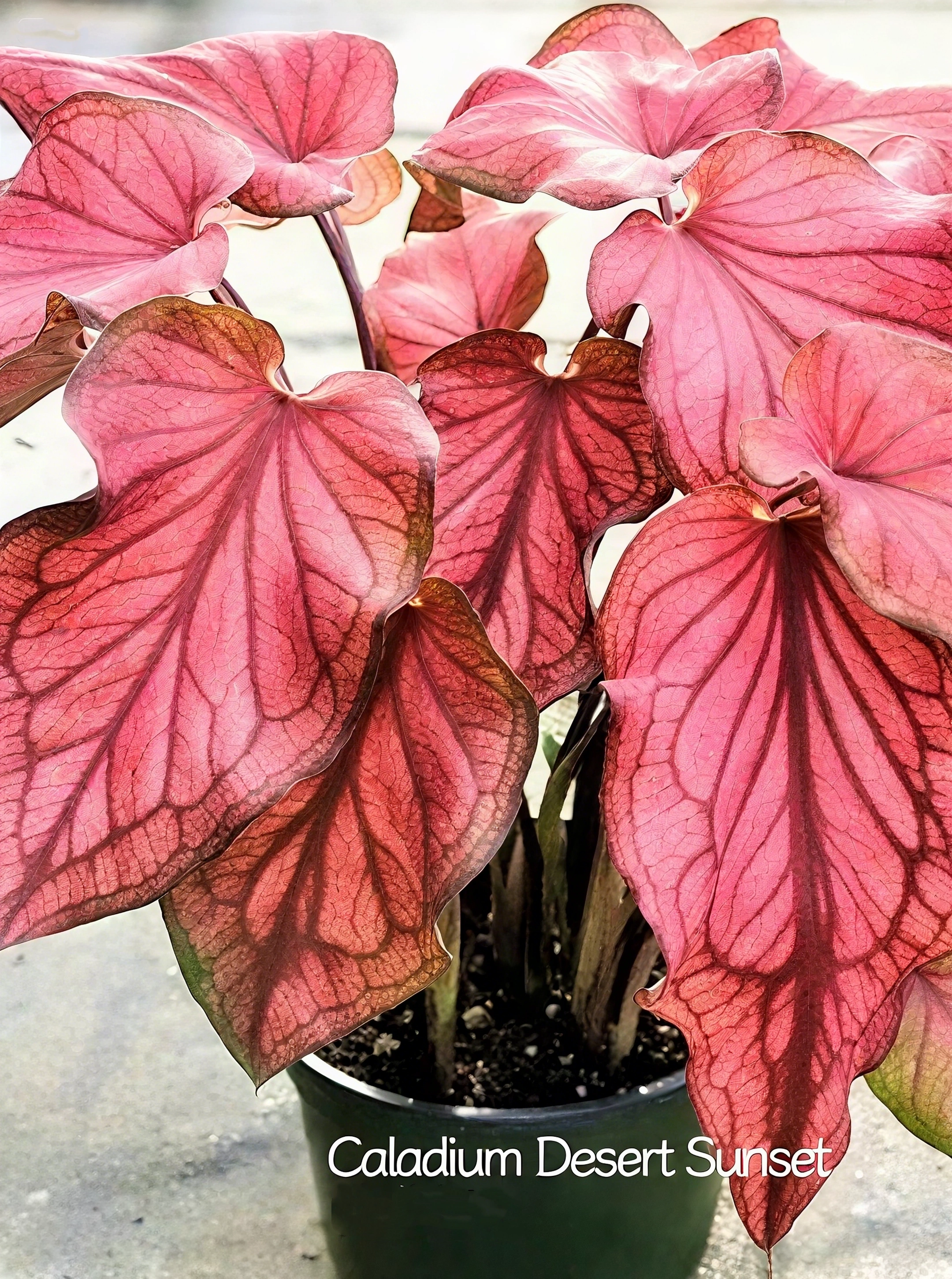 🌈 Bring Life & Color Home with Caladium – The Leaf That Inspires Joy!