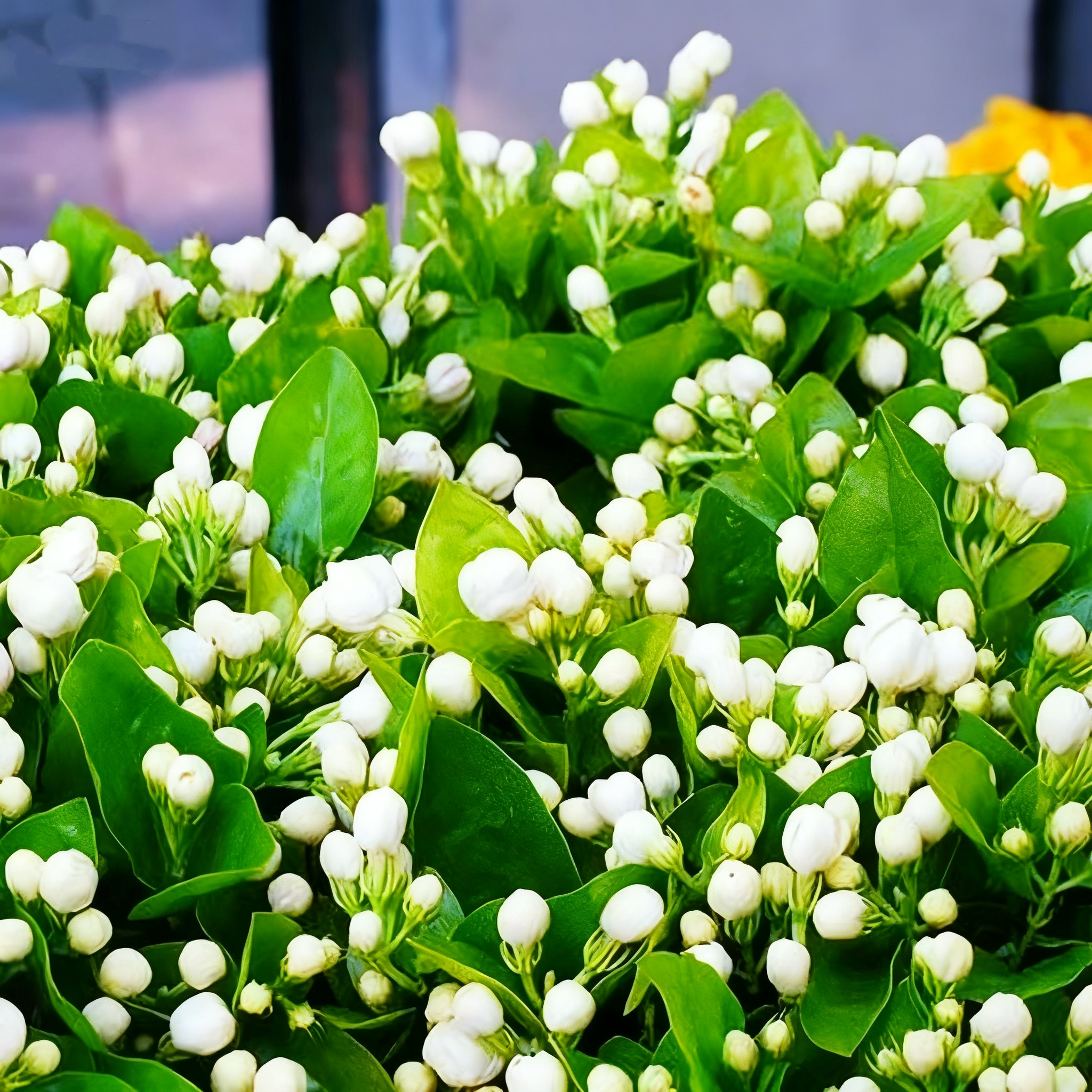 🔥⏰Last Day 49% OFF - Climbing Jasmine Flower Seeds - Nighttime Perfumer