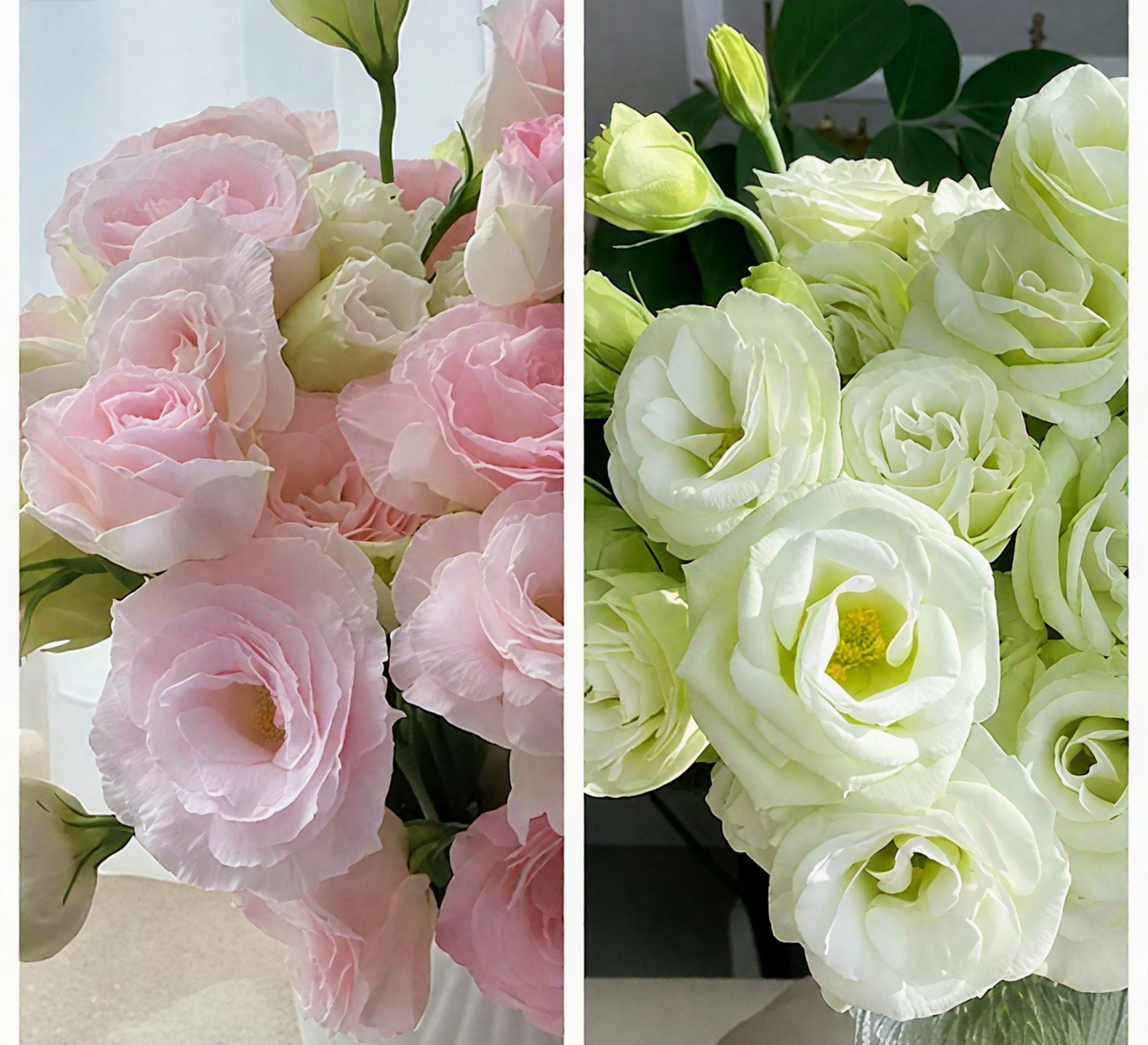 🔥🌺Low-maintenance Eustoma Flower Seeds🌈