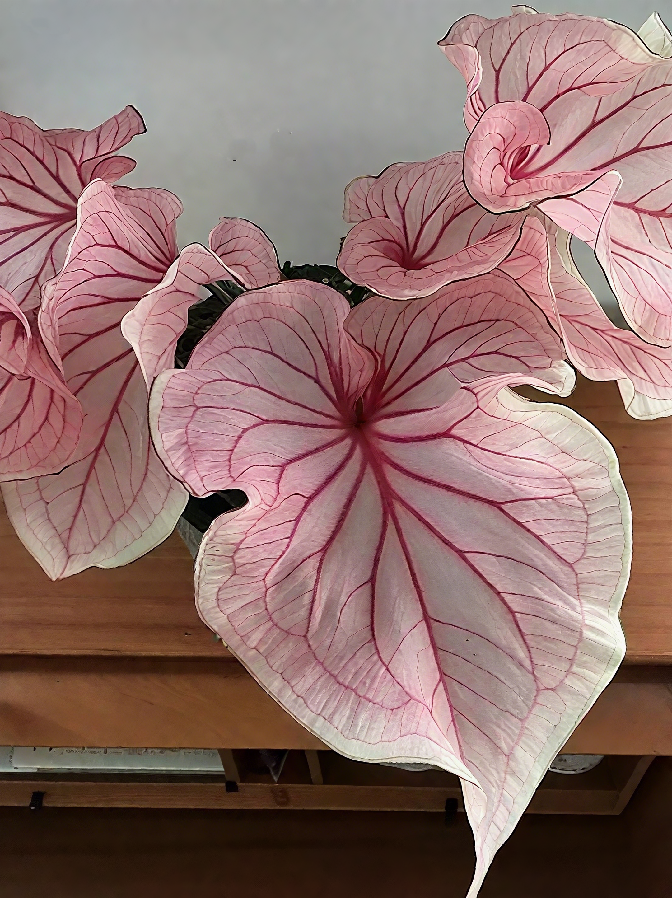 🌈 Bring Life & Color Home with Caladium – The Leaf That Inspires Joy!