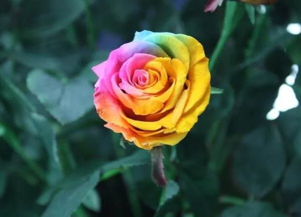 ❤️‍🔥Rainbow Rose Seeds✨