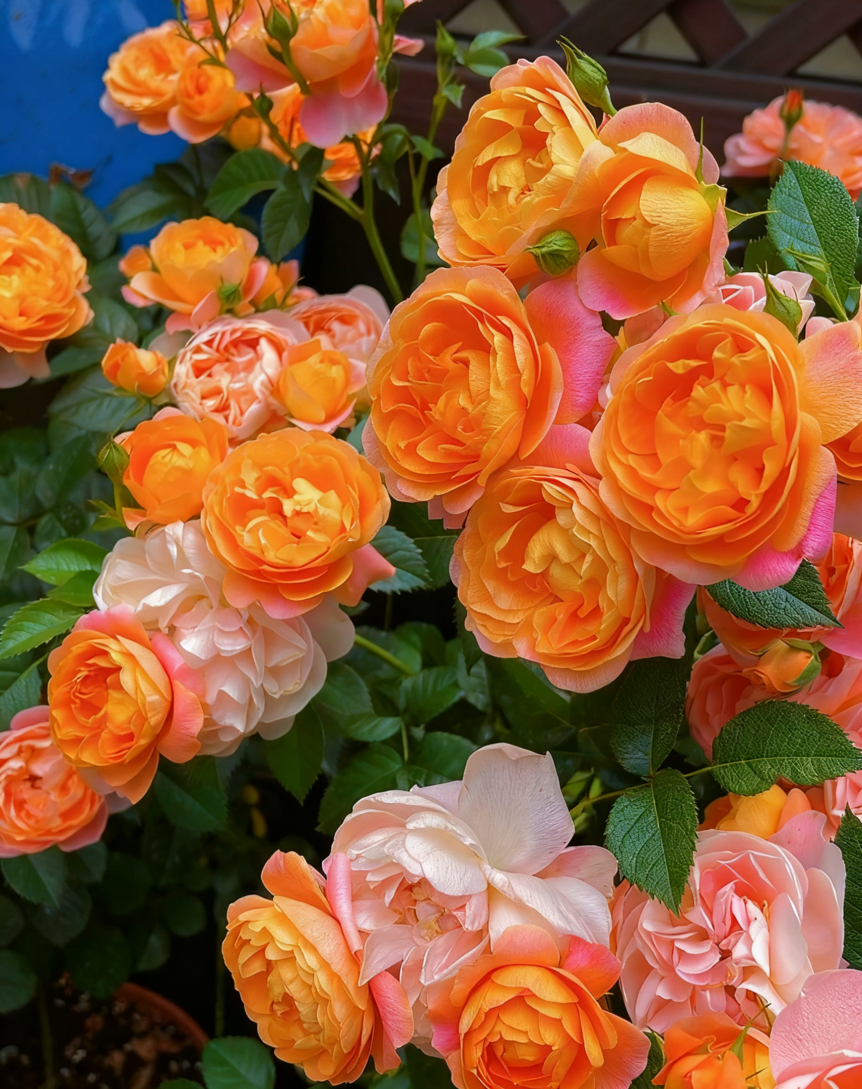 🌹 Yueji Rose – The Flower That Never Stops Blooming 🌸✨