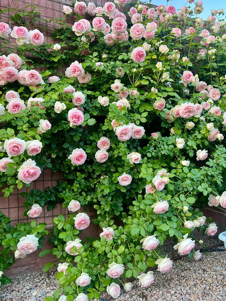 💐Beautiful Climbing Rose Seeds