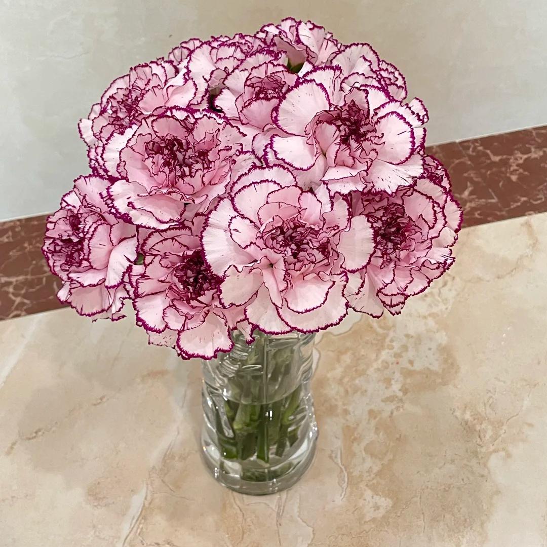 Premium Carnation Seeds