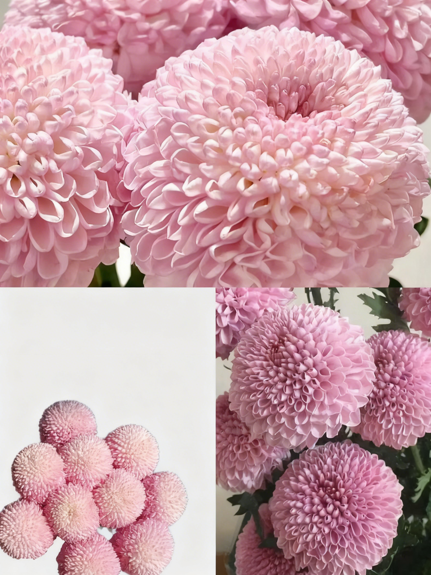 🏵️Colorful Ping Pong Chrysanthemum Seeds