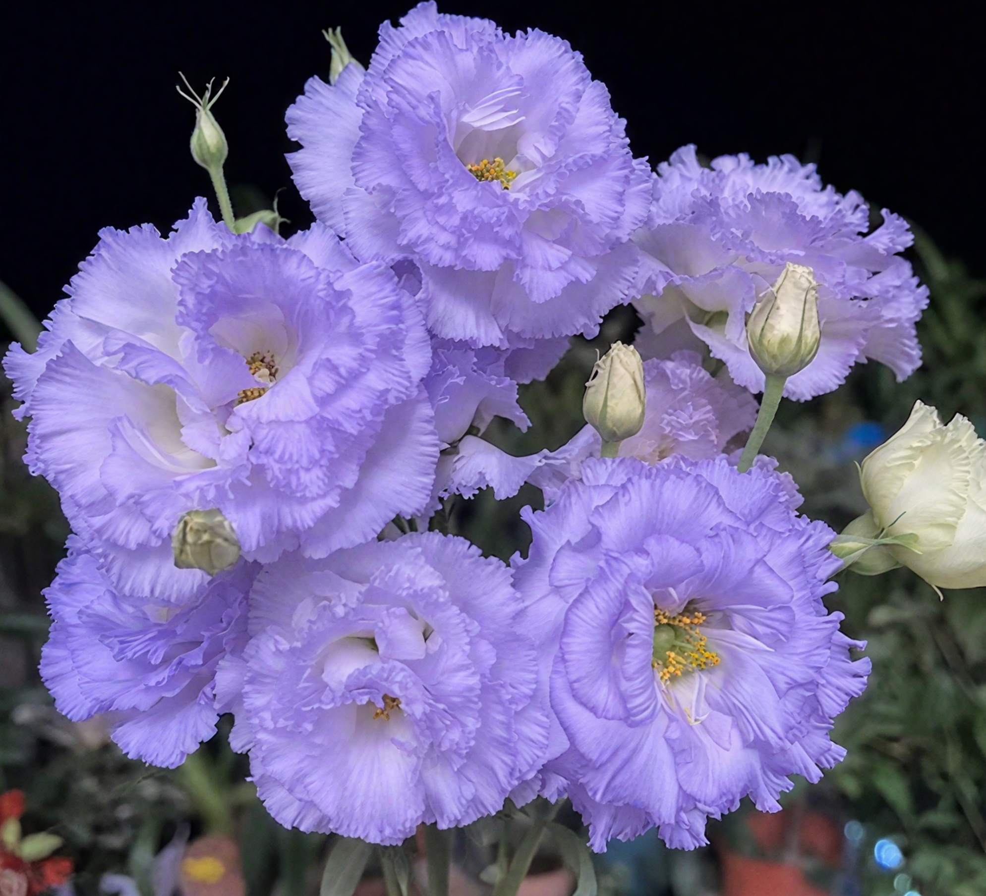 🔥🌺Low-maintenance Eustoma Flower Seeds🌈