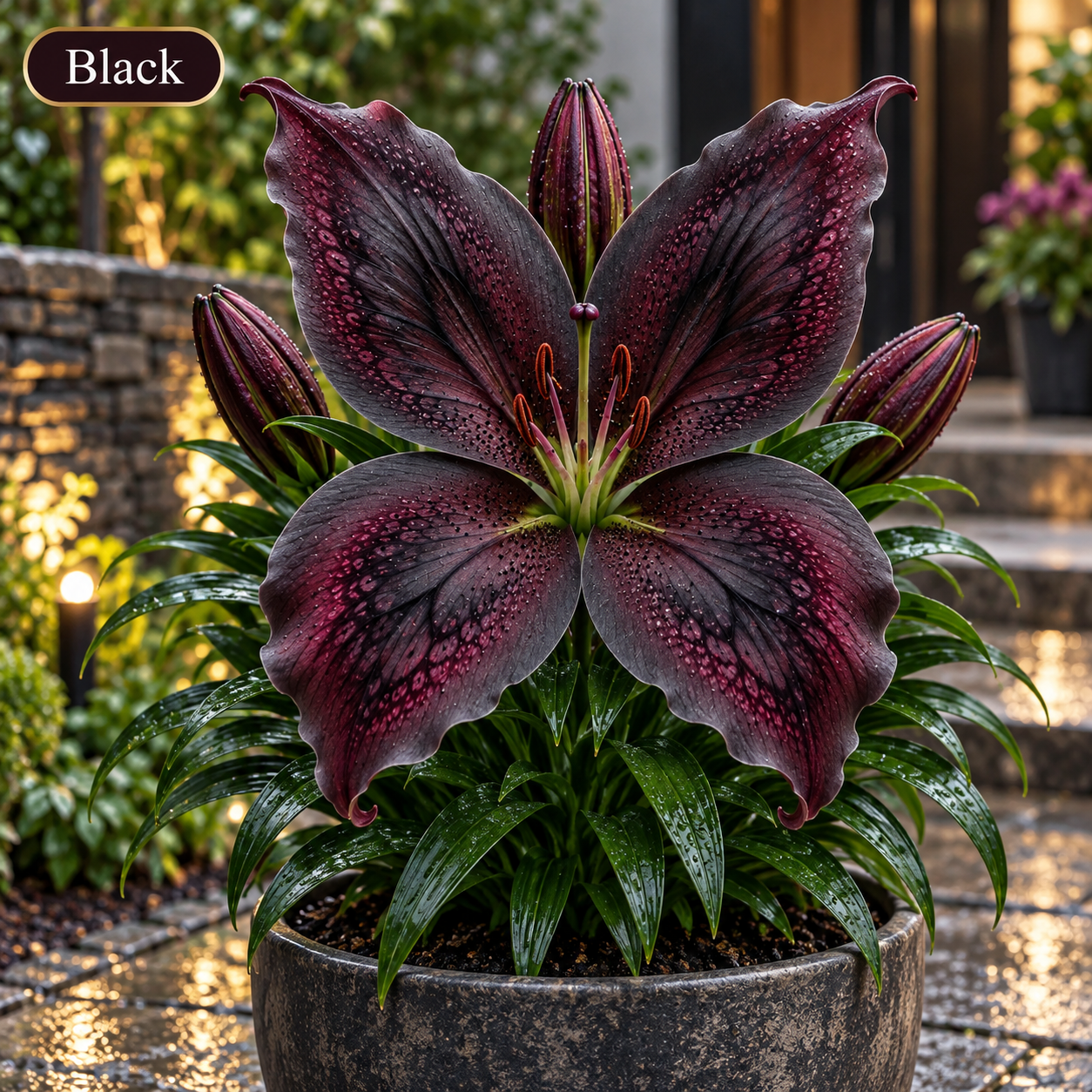 🦋Giant Butterfly Lily Bulbs-Stunning Blooms for Every Garden✨