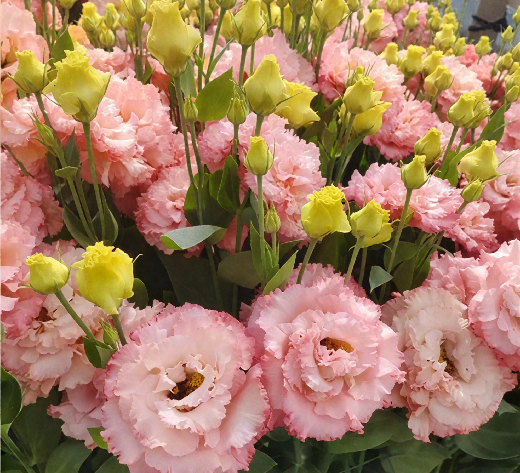 🔥🌺Low-maintenance Eustoma Flower Seeds🌈