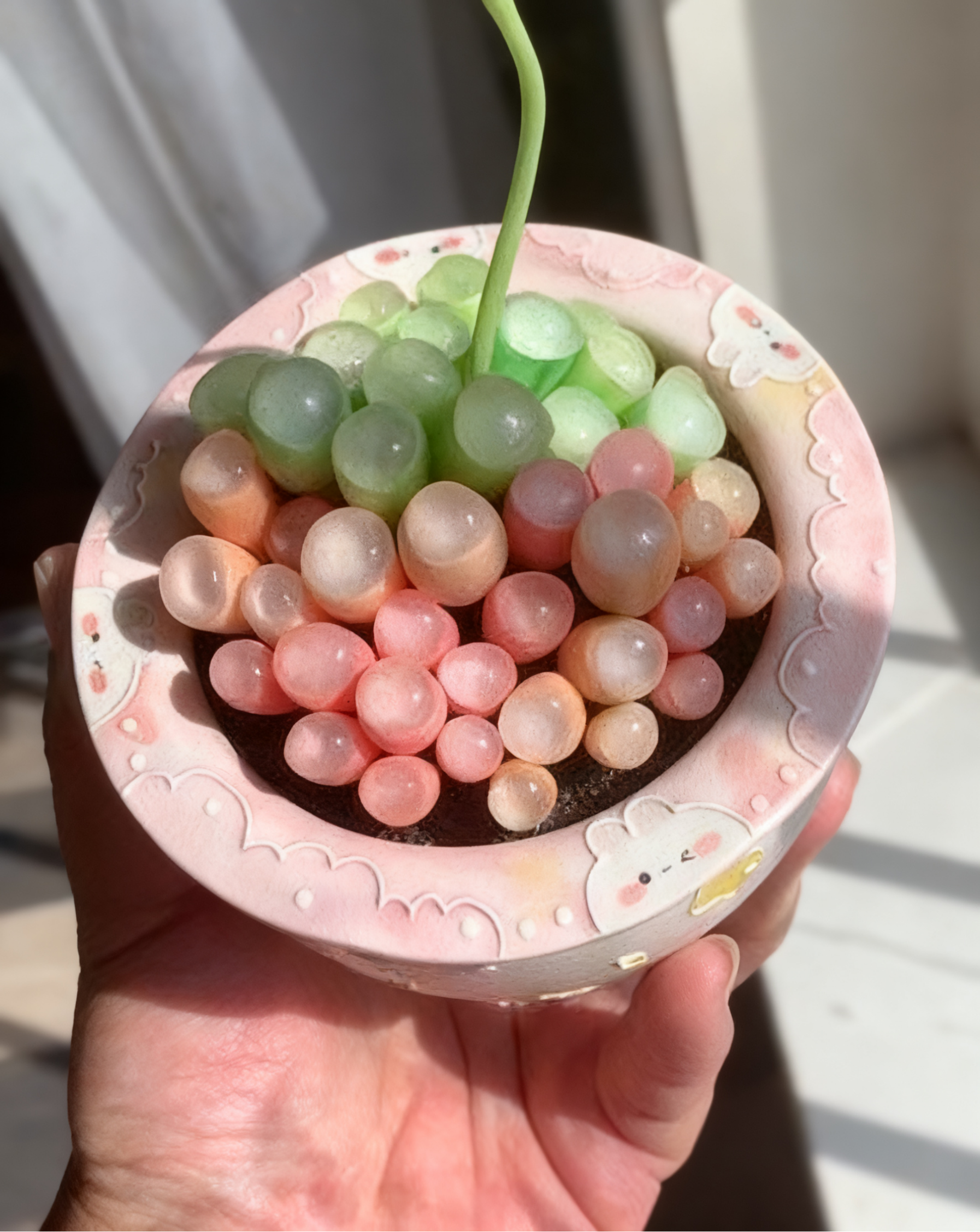 🌈 Dream Rainbow Succulent – A Touch of Color for Your Garden 🌱