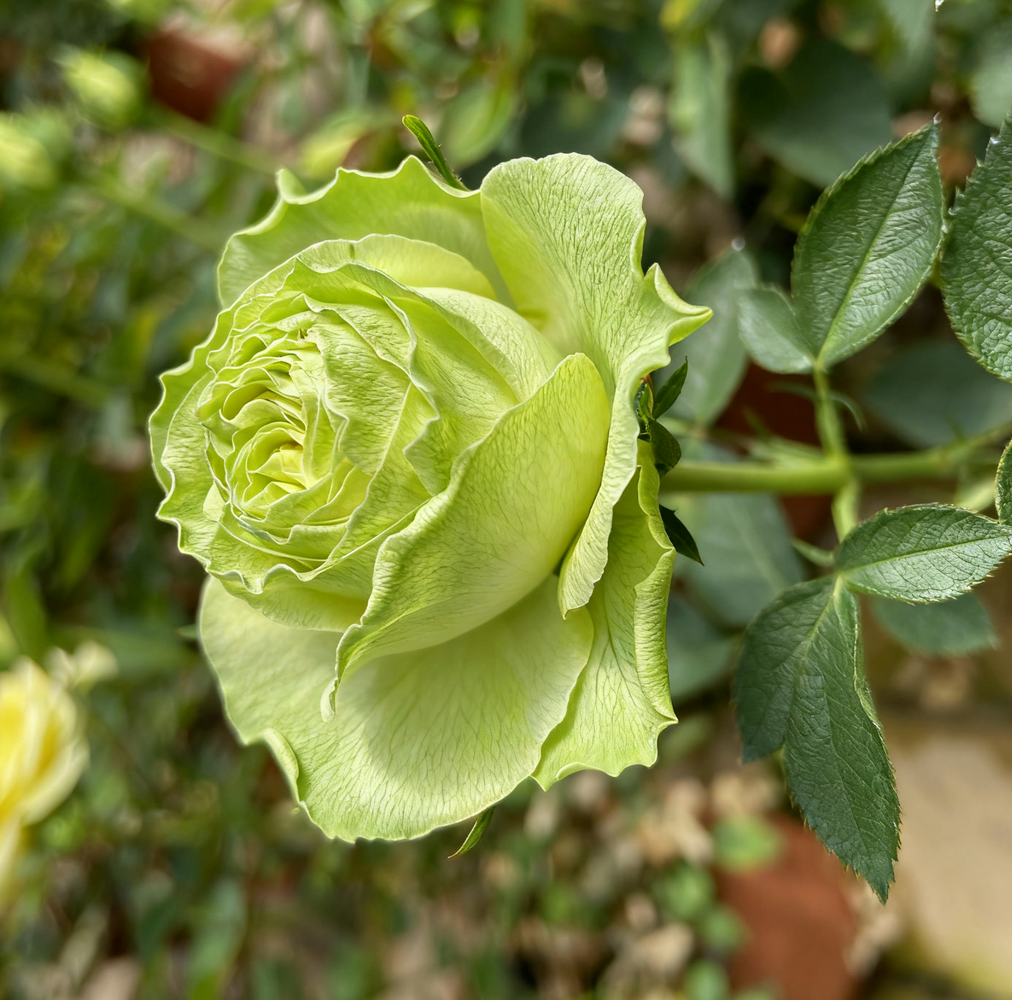 🌹 Yueji Rose – The Flower That Never Stops Blooming 🌸✨