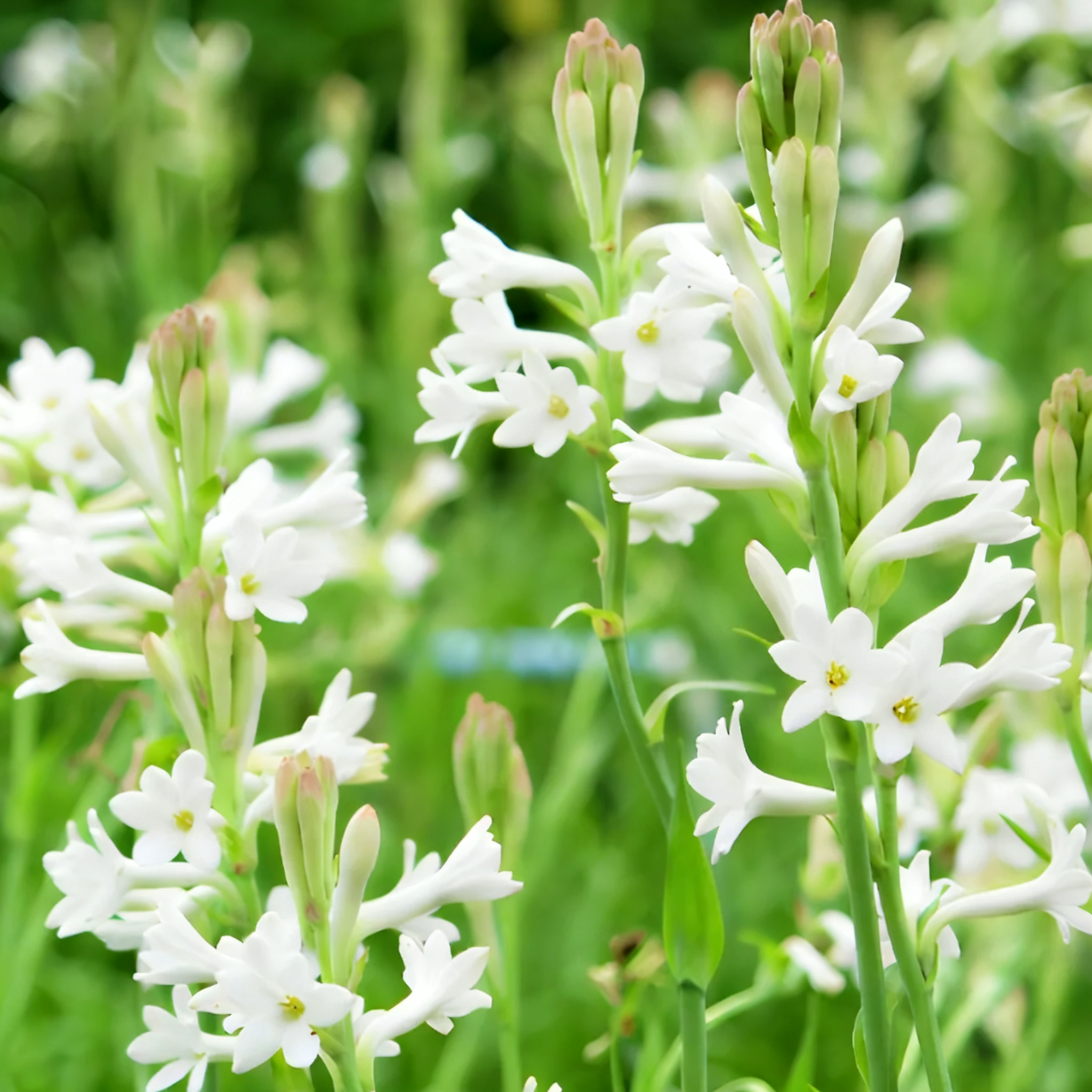 Tuberose Blubs