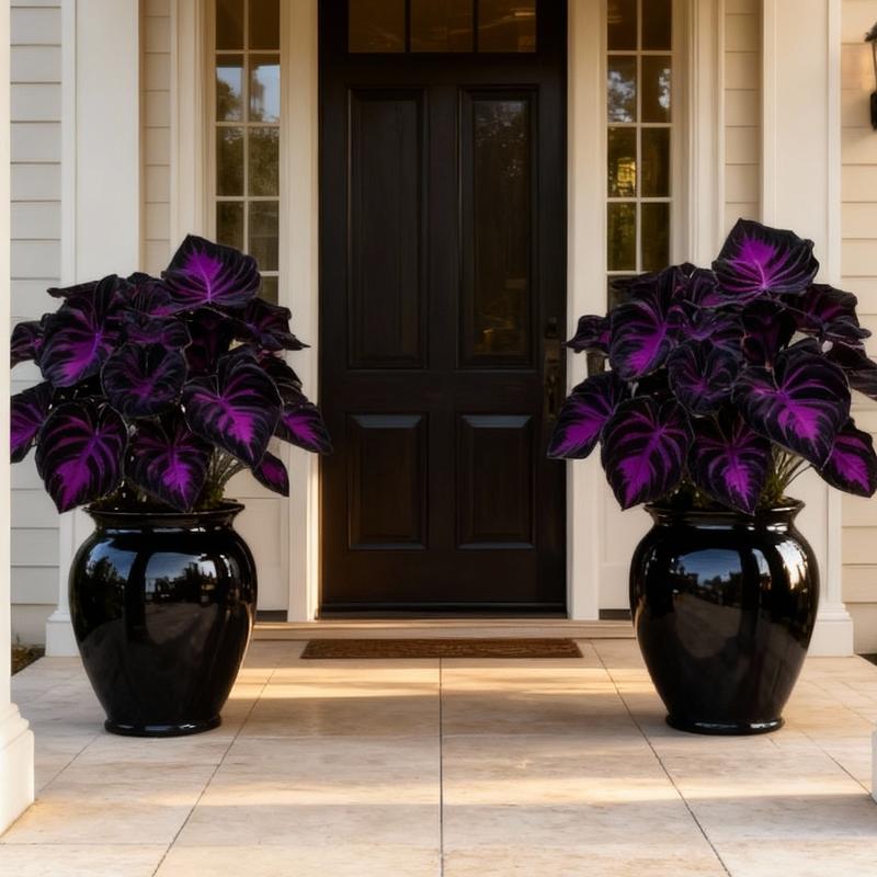 🖤✨ Midnight Magic: Black Purple Caladium Bulbs Are Taking Over Shade Gardens! ✨🖤