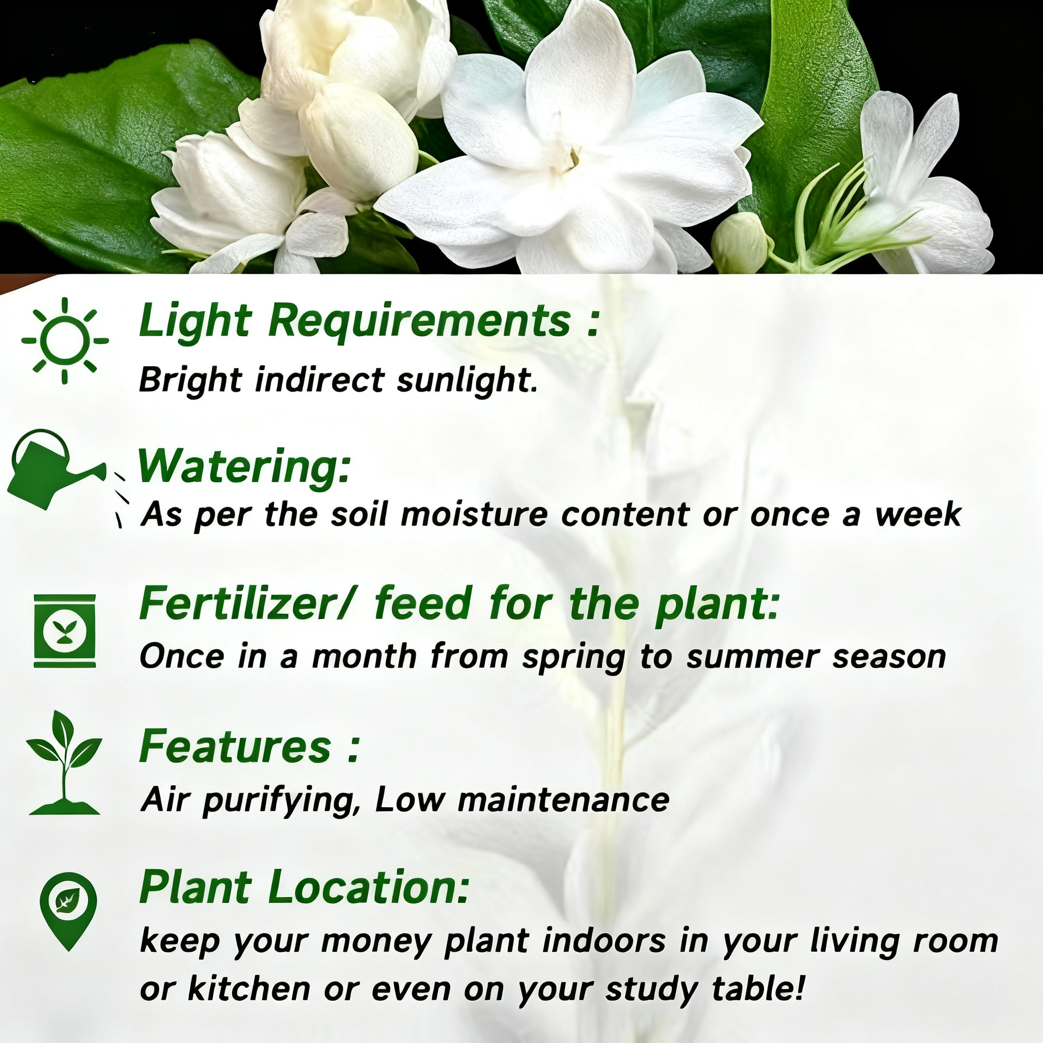 🔥⏰Last Day 49% OFF - Climbing Jasmine Flower Seeds - Nighttime Perfumer