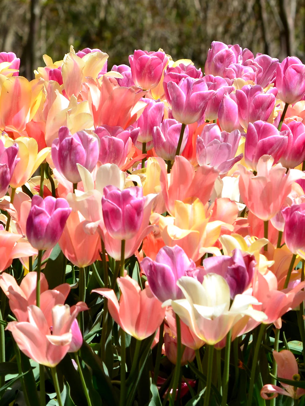 Tulip Perfect Pastel Collection™