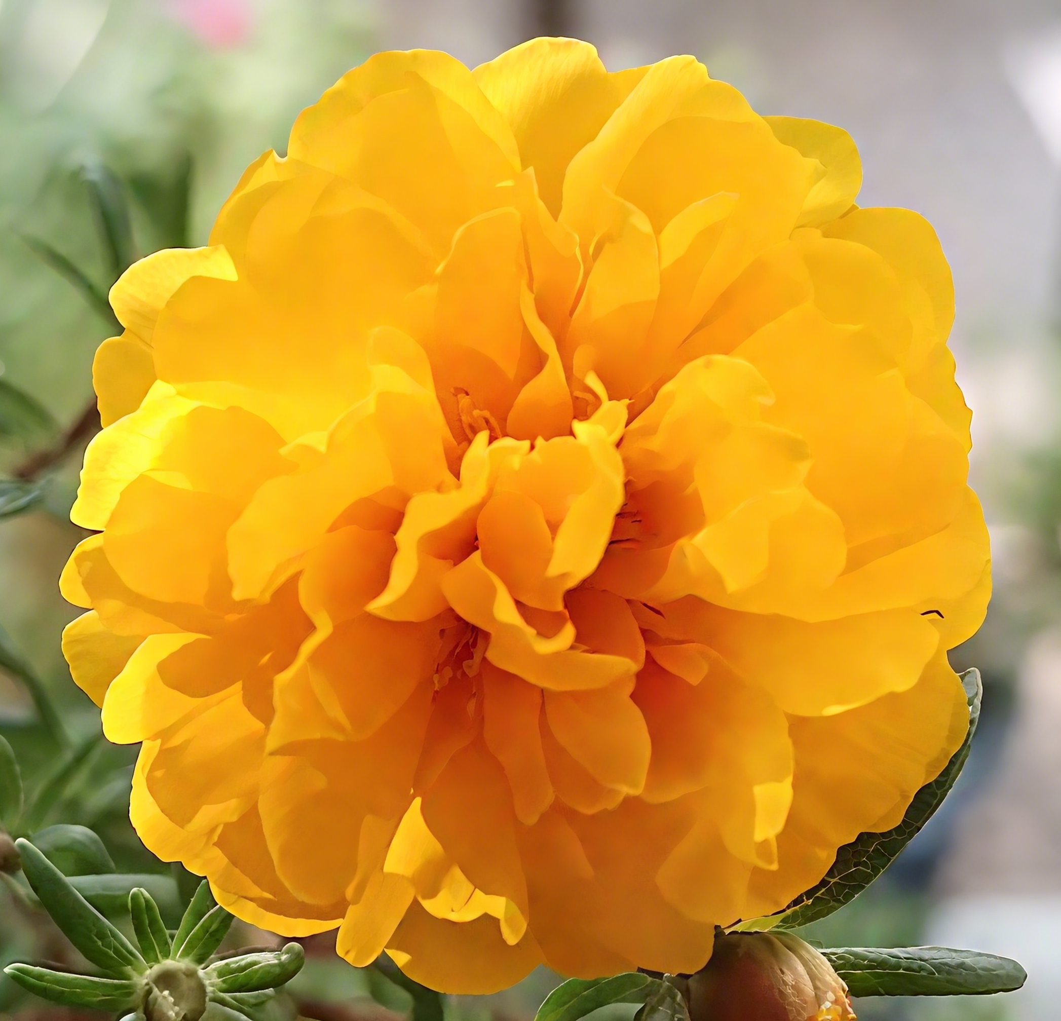 🌼Muti-color Moss Rose-Double Petal Sunflower