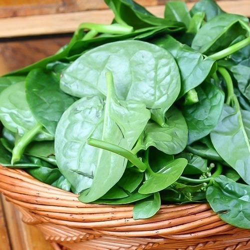 GIANT MALABAR SPINACH