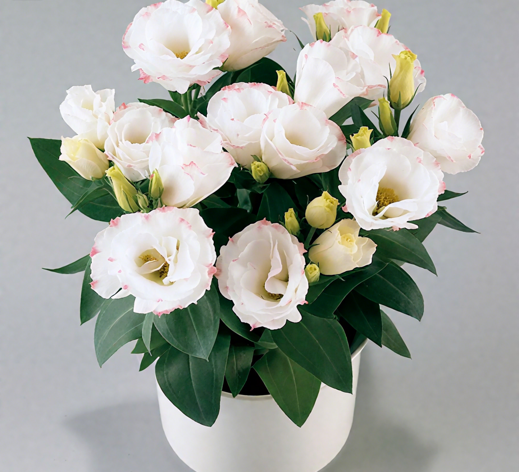 🔥🌺Low-maintenance Eustoma Flower Seeds🌈