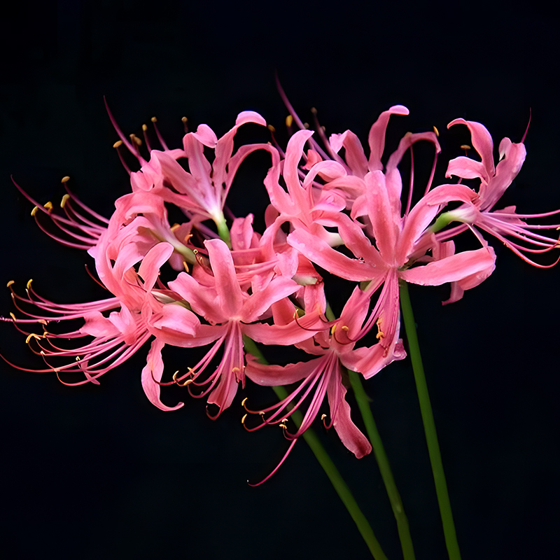 🌸Lycoris Radiata Multi-Color – Flowers of Mystery, Romance, and Everlasting Charm
