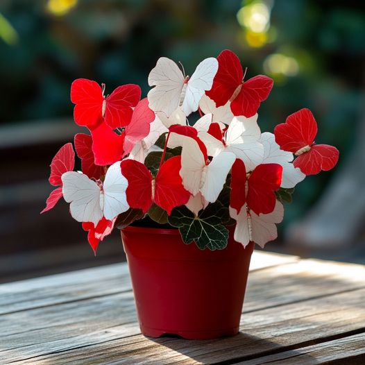 Butterfly Begonia Seed Series 🦋🌺 Bonsai Hanging Basket Garden