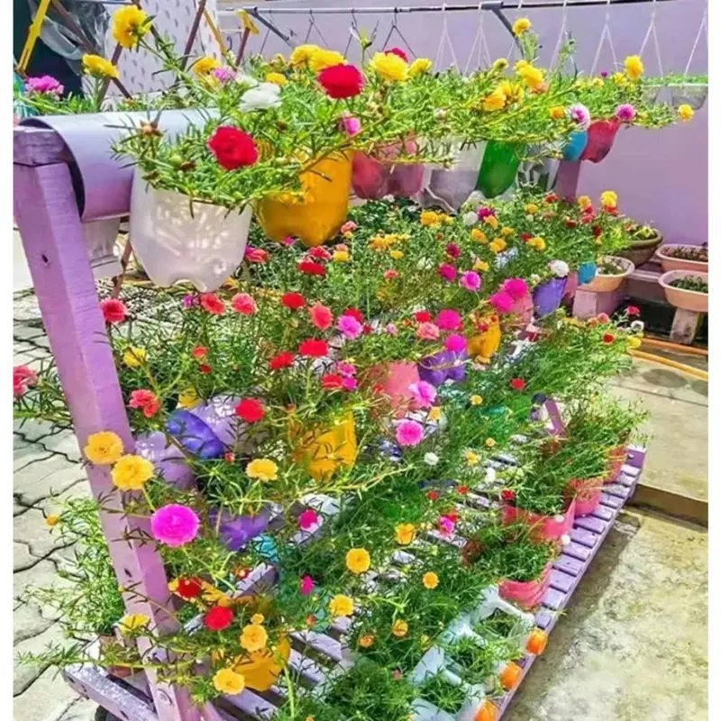 100 Seeds Pack – Mixed Portulaca (Moss Rose) Flower Seeds | Easy to Grow, Perfect for Garden & Pots