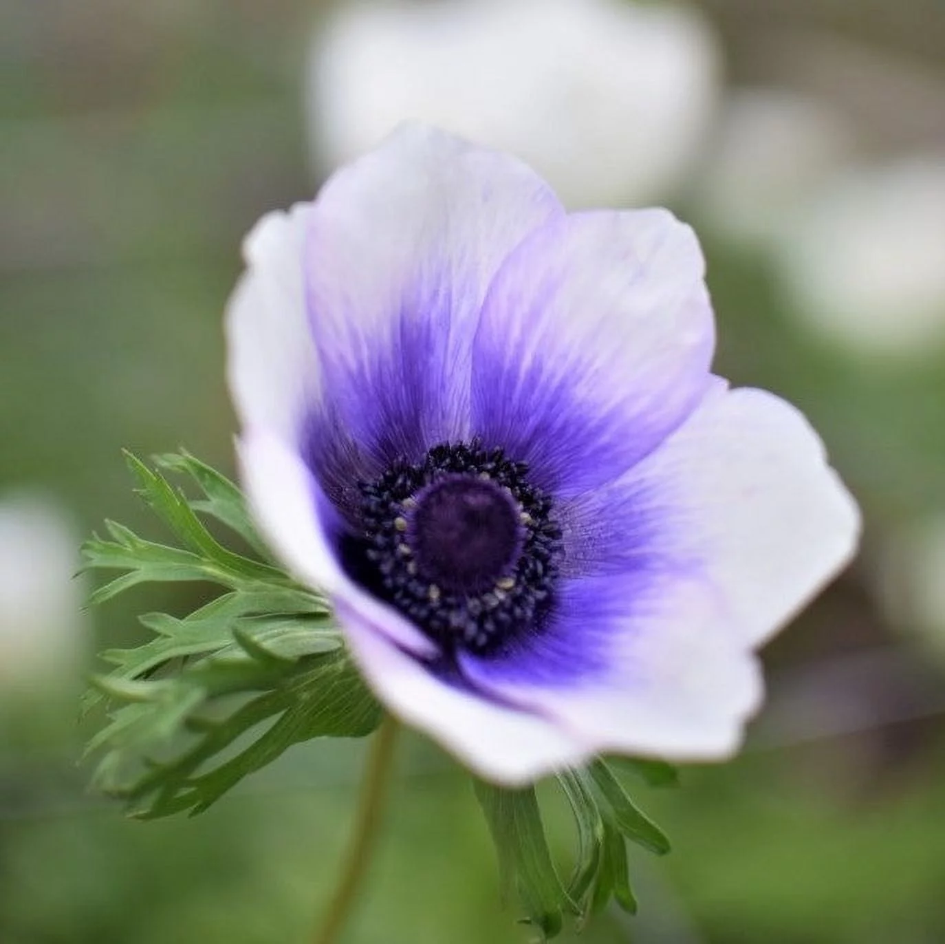 Pastel Blue Anemone Seeds