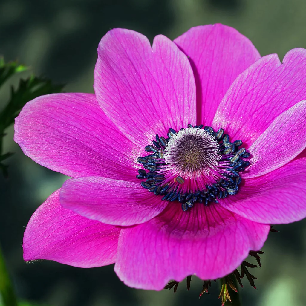 Pink Anemone Seeds