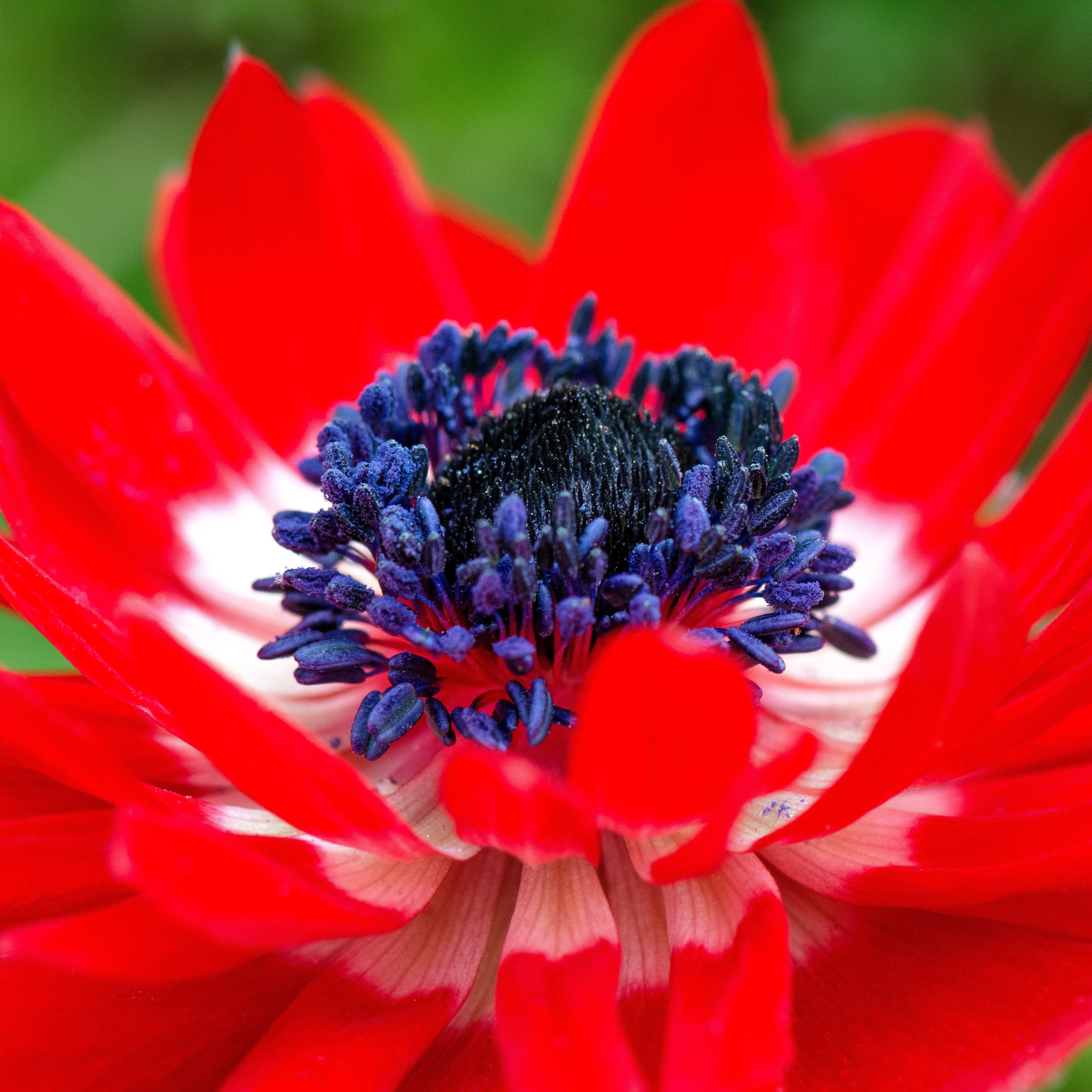 Red Anemone Seeds