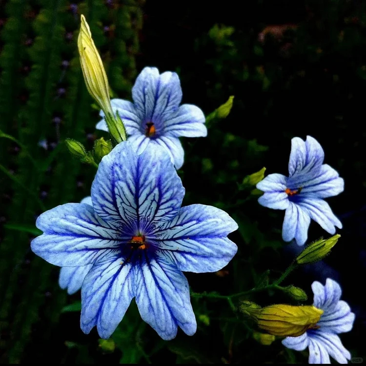 Chilean Morning Glory Seeds