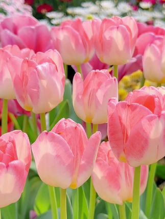 🌷Tulips That Bloom with Beauty, Fragrance & Meaning