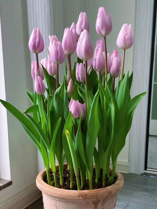 🌷Tulips That Bloom with Beauty, Fragrance & Meaning