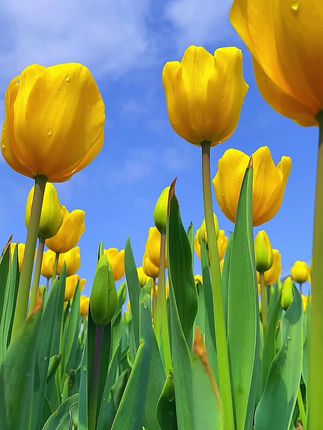 🌷Tulips That Bloom with Beauty, Fragrance & Meaning