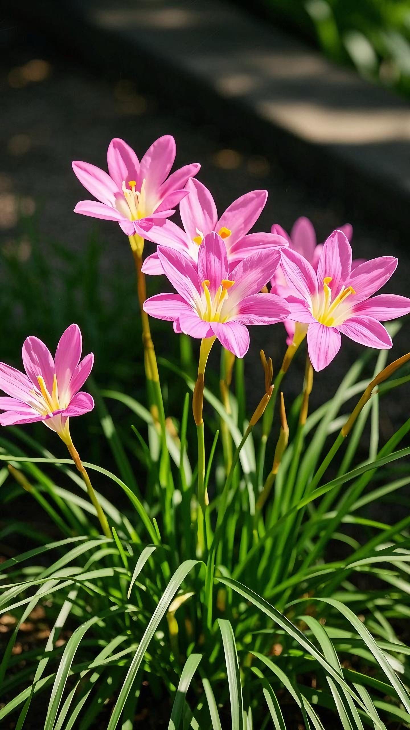 🌸Rain Lily – The Flower That Blooms with the Rain